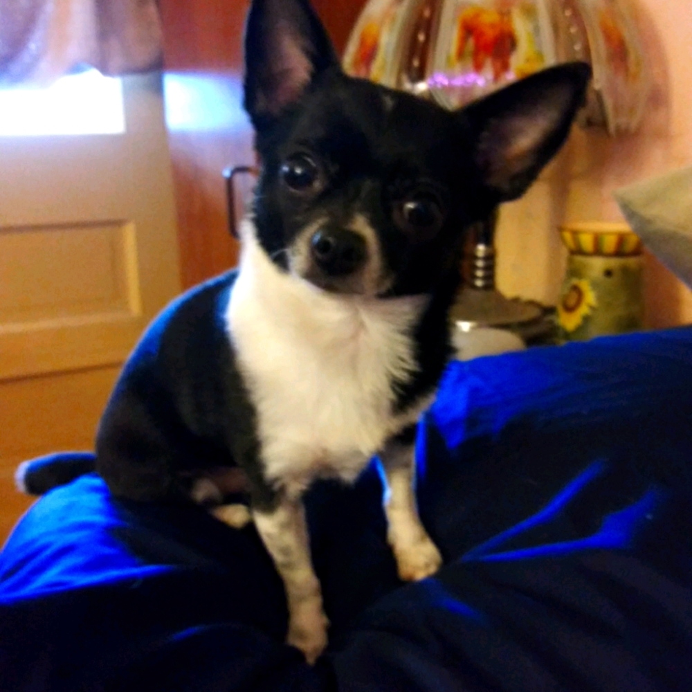 Meet your Posher, Abby